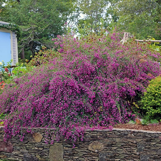 Buy Gibraltar Bush Clover | Lespedeza 'Gibraltar'