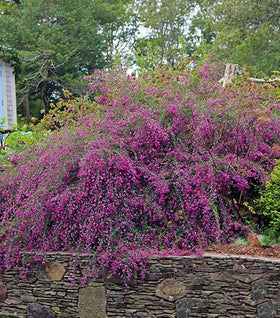 Gibraltar Bush Clover