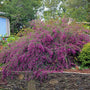 Gibraltar Pink Bush Clover cascading over a retaining wall with late summer flowers