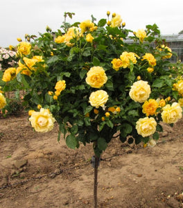 Gilded Sun Rose – Tree Form