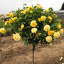 bright yellow rose tree