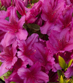 Girard's Fuchsia Azalea