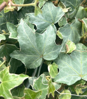 Glacier Ivy Plants