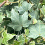 Glacier ivy vining foliage with green and white variegation