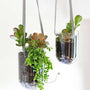 succulents in a glass hanging planter
