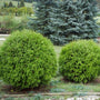 Globe thuja arborvitae planted as a border garden