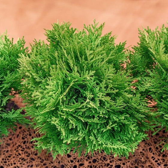 young Thuja occidentalis Danica with vibrant evergreen foliage