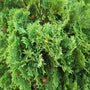 close look at the bright evergreen foliage on glove arborvitae