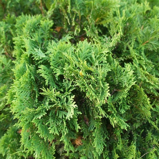 Buy Danica Globe Arborvitae Online | Garden Goods Direct