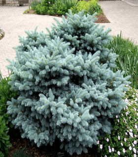 Globe Blue Spruce