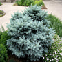 single Globe Blue Spruce evergreen shrub with icy blue foliage 