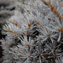 close up of globe blue spruce foliage