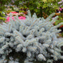 unique spruce evergreen shrub