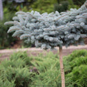 Globe Blue Spruce On Standard tree with blue needles and blurred garden background