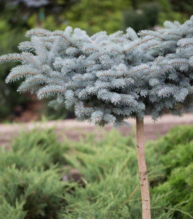 Globe Blue Spruce Top Graft Tree