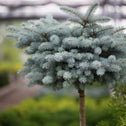 Globe blue spruce tree with rounded shape and blue needles. blurred background.