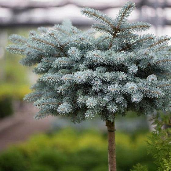 Globe blue spruce tree with rounded shape and blue needles. blurred background.