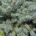 close up of blue needles on Globe Blue Spruce Top Graft Tree
