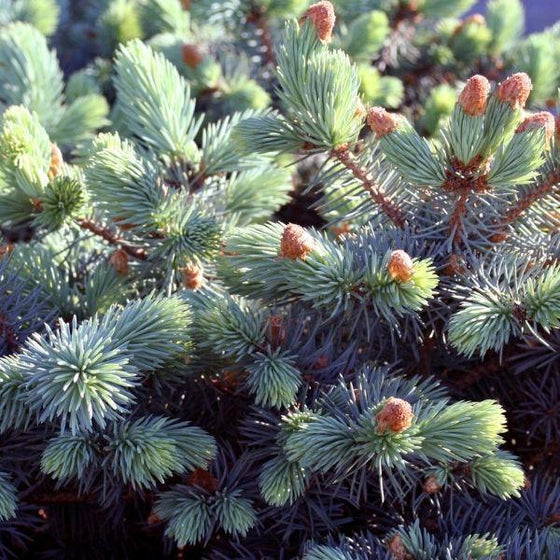 wintertime close up of Globe Blue Spruce High Graft Standard blue needles. 