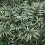 Godzilla Japanese Painted Fern Leaves
