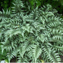 silver leaves of Godzilla Japanese Painted Fern