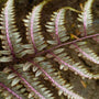 unique coloration of japanese painted fern godzilla