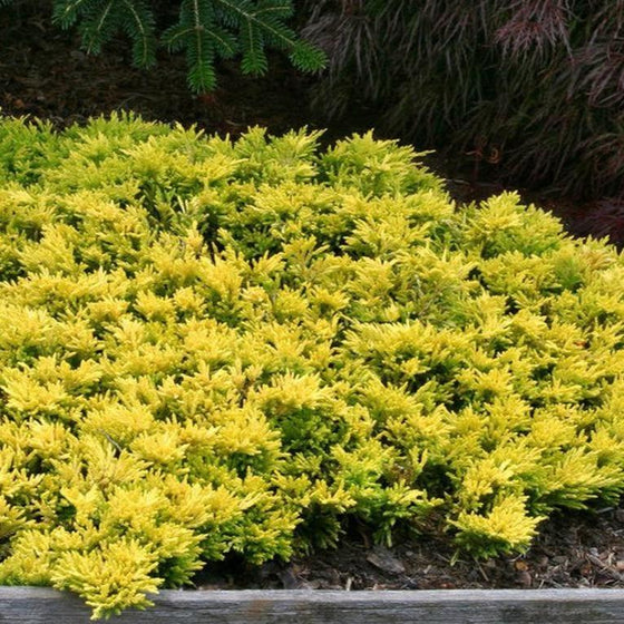 Gold Coast Juniper Shrub is an Evergreen Shrub with Yellow Foliage