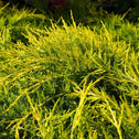 Juniper Gold Coast Shrub with Golden Yellow Soft Needlelike Foliage