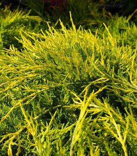 Gold Coast Juniper