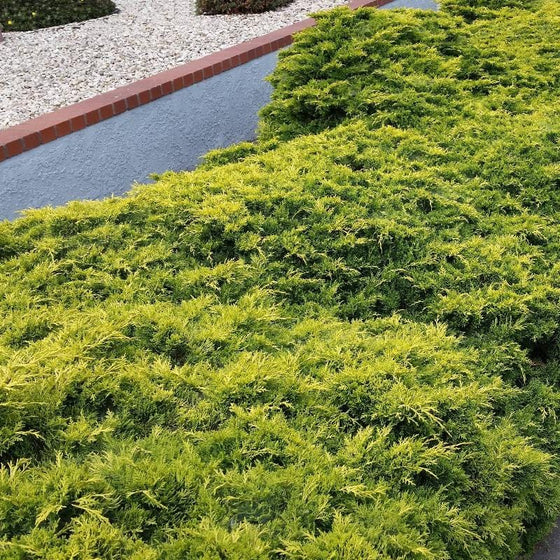 Gold Coast Juniper is an Evergreen Conifer Shrub with Distinct Yellow Foliage