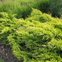 Gold Coast Juniper Shrub is an Evergreen Groundcover with Yellow Needlelike Leaves