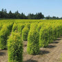 Gold Cone Juniper Shrubs