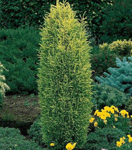 Gold Cone Juniper