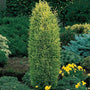 Gold Cone dwarf evergreen shrub