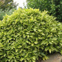 Variegated Gold Dust Japonica foundation bush planting