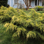 gold lace juniper spreading evergreen foliage plant with vibrant greenish yellow hues