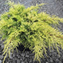 Juniperus chinensis Gold Lace