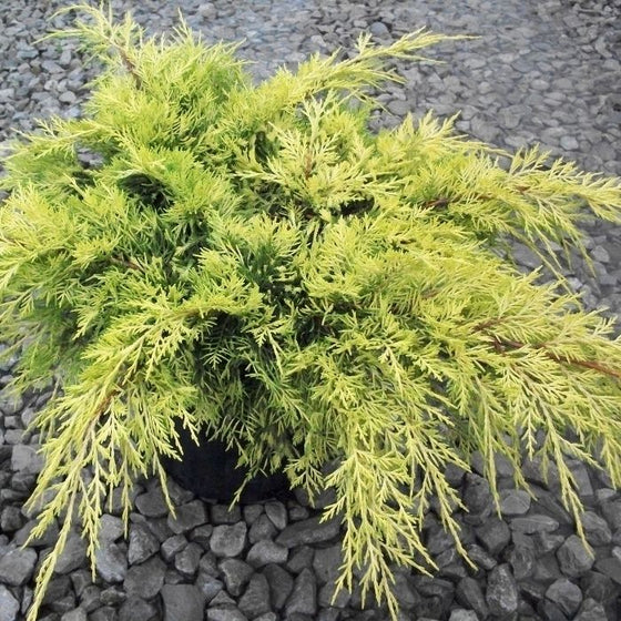 Juniperus chinensis Gold Lace