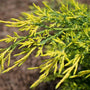 evergreen juniper shrub plants