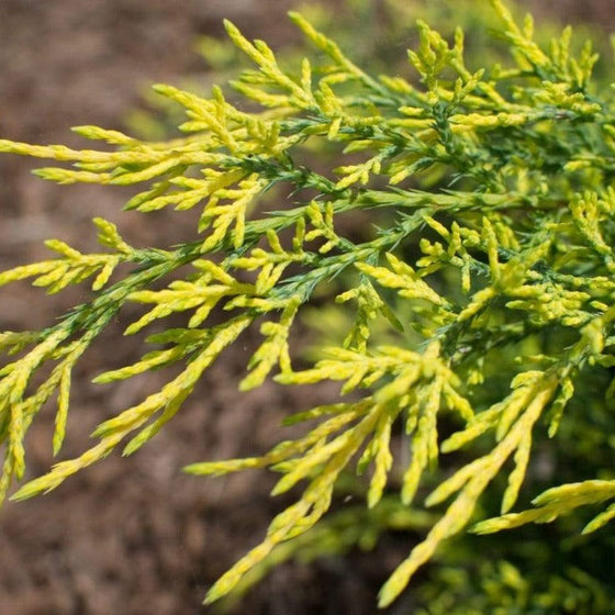 evergreen juniper shrub plants