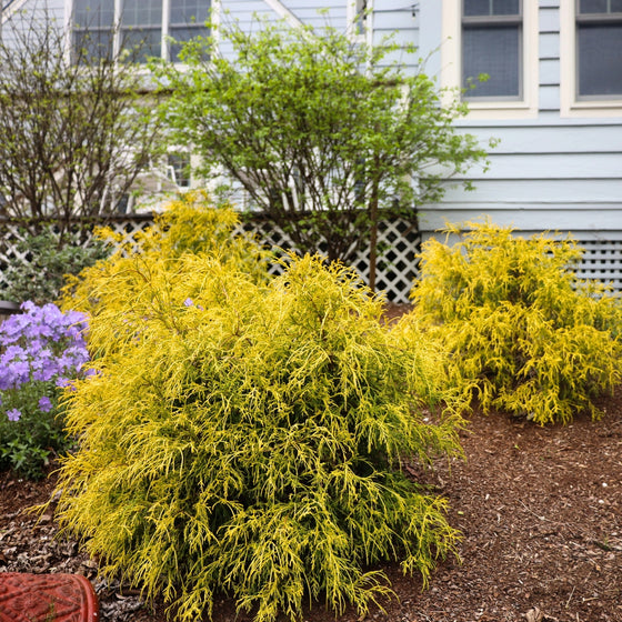 gold mop cypress looking vibrant in the early spring landscape