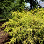 Close-up of the golden thread-like foliage of Gold Mop Cypress