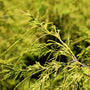 gold mop cypress foliage