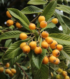 Gold Nugget Loquat Tree