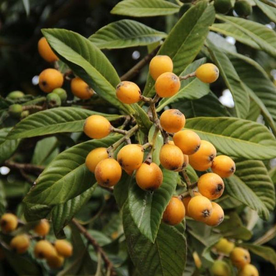 loquat tree branch with long green leaves and many yellow fruits