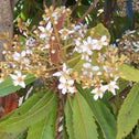 white fragrant loquat flowers bloom in the fall