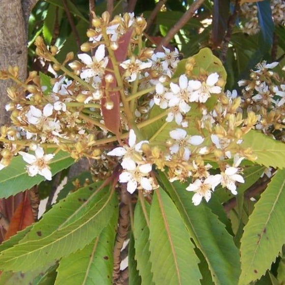 Buy Loquat Fruit Trees Online Garden Goods Direct