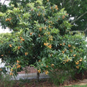 loquat trees lots of green foliage and yellow fruits can create privacy