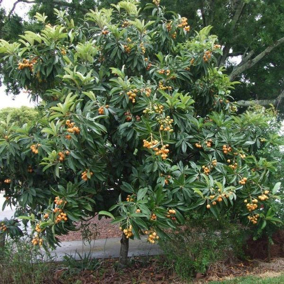 loquat trees lots of green foliage and yellow fruits can create privacy