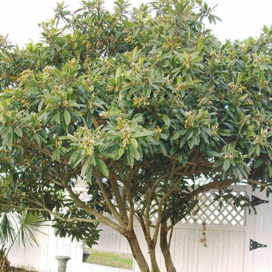 Buy Loquat Fruit Trees Online Garden Goods Direct